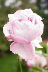 blooming light purple rose (rose Sandra renaissance)
