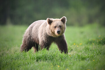 Fototapeta premium Young female brown bear side view walking in the meadow in the forest