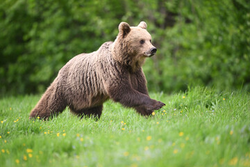 Young female brown bear side view running in the meadow in the forest