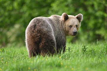 Young female brown bear looking back in the meadow in the forest