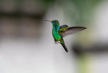 Fototapeta na wymiar Iridescent blue and green hummingbird, Blue-chinned Sapphire in flight contrasted against a gray background.