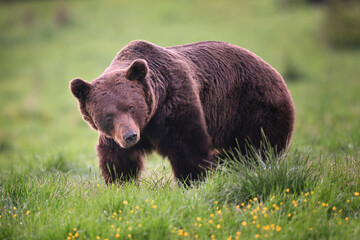 Old male brown bear posing in meadow in the evening forest