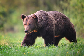 Obraz na płótnie Canvas Old male brown bear walking ahead in meadow in the evening forest