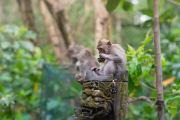 Obraz premium Monkey is sitting among green plants