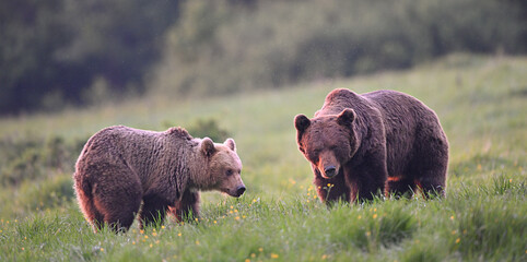 Brown bear couple walking in the meadow in the evening forest