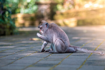 Monkey is sitting on a floor