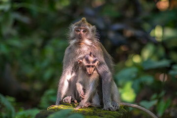 Monkeys in monkey forest in Bali