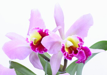 Pink and violet orchid Cattleya on white background