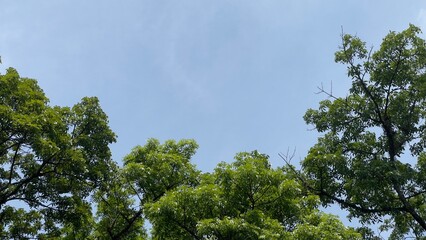 Fresh sky and beautiful trees.