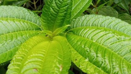 close up of green leaves