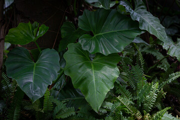 Background image of Giant philodendron with large, dark green leaves. Grows in the shade with low light. - obrazy, fototapety, plakaty
