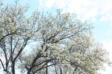SAKURA against blue sky
