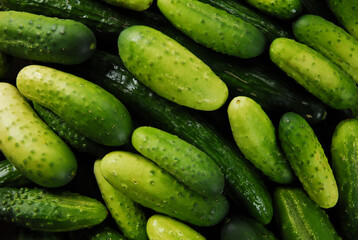 fresh green cucumbers