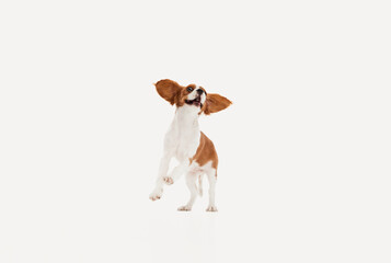Portrait of cute dog of Cavalier King Charles Spaniel running isolated over white studio...