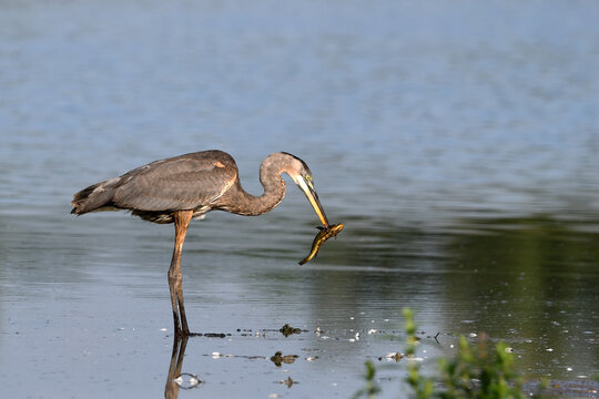 Great Blue Heron with a fresh caught fish standing in wetlands