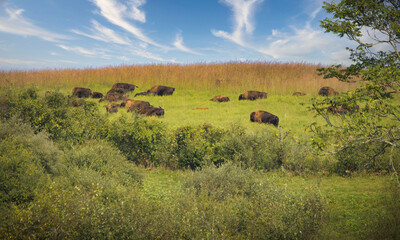 Fototapeta na wymiar bison in the field