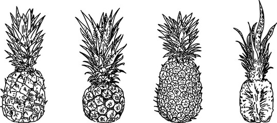 Hand drawn Pineapple. Organic fruit. Suitable for websites, Social media and layouts, Stickers, Banners, Art and collages, General use cases. png.