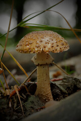 Blusher; Amanita rubescens; edible mushroom