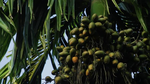 Green palm tree - Betel nut palm tree