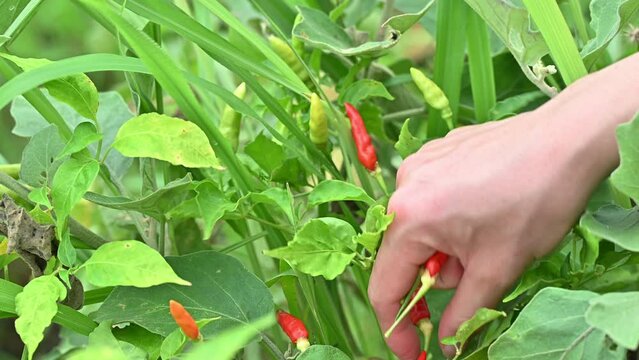 Gardener hands picking red chillies from chilli Tree.