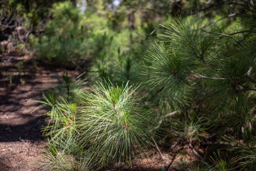 Pinus canariensis or the Canary Island pine young shoots background