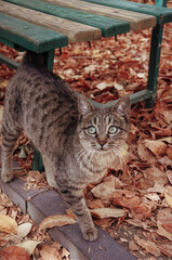 Obraz premium Gray striped cat for a walk in the autumn park.