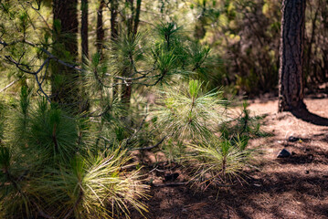 Pinus canariensis or the Canary Island pine young shoots background