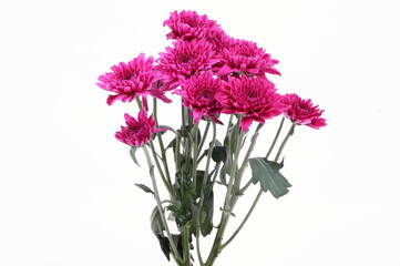 Magenta chrysanthemum isolated on white background