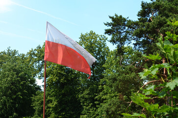 Polish flag waving against the background of green trees