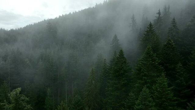 Aerial view of morning forest with mystic fog