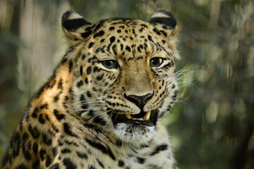 Extreme closeup of leopard head looking at the camera