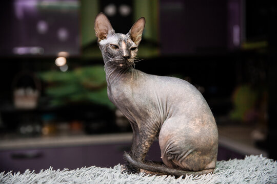 Close up portrait of naked black Don sphinx cat like alien
