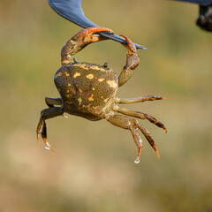 portrait of a field crab. it's also known as river crab, freshwater crab and pond crab.