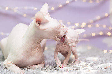 Bald sphinx cat on gray blanket and lilac background with yellow bokeh lights 