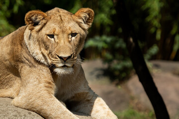 Obraz na płótnie Canvas Closeup portrait of a young lioness looking at the camera