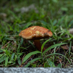 mushrooms in the forest