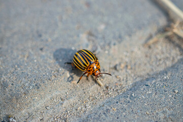 Colorado beetle on a stone surface close-up. Leptinotarsa decemlineata.