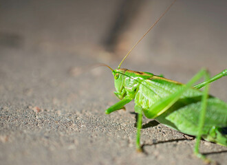 A green grasshopper on a brick tile. A large swamp grasshopper.