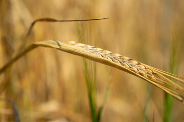 Close-up of a rye ear in a field. selective focusin