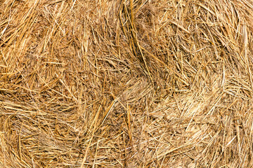 Haystack close-up. Straw texture  background close up. Harvest concept. Abstract backdrop