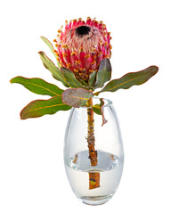 Isolated king protea (Protea cynaroides) flower in glass vase