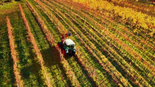 Tractor working on a vineyard in autumn, moving between the rows of red foliage in sunshine, aerial agriculture footage
