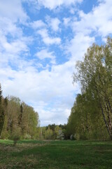 Fototapeta na wymiar landscape with trees and blue sky