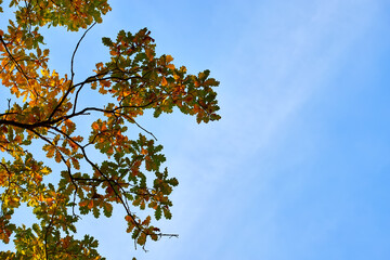 Colorful autumn tree tops in fall forest with blue sky.
