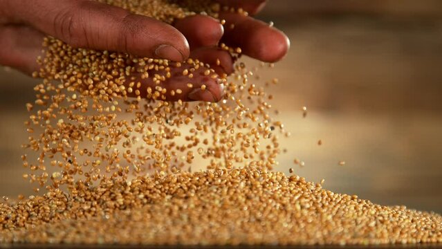 Falling of grain millet from farmers hands, close-up, macro shot. Filmed on high speed cinematic camera at 1000 fps.