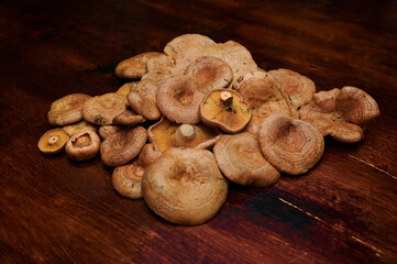 Mycology: Edible mushrooms used in cooking. Group of niscalos (lactarius deliciosus) collected during autumn in a pine forest in Madrid, Spain. Vegan food.