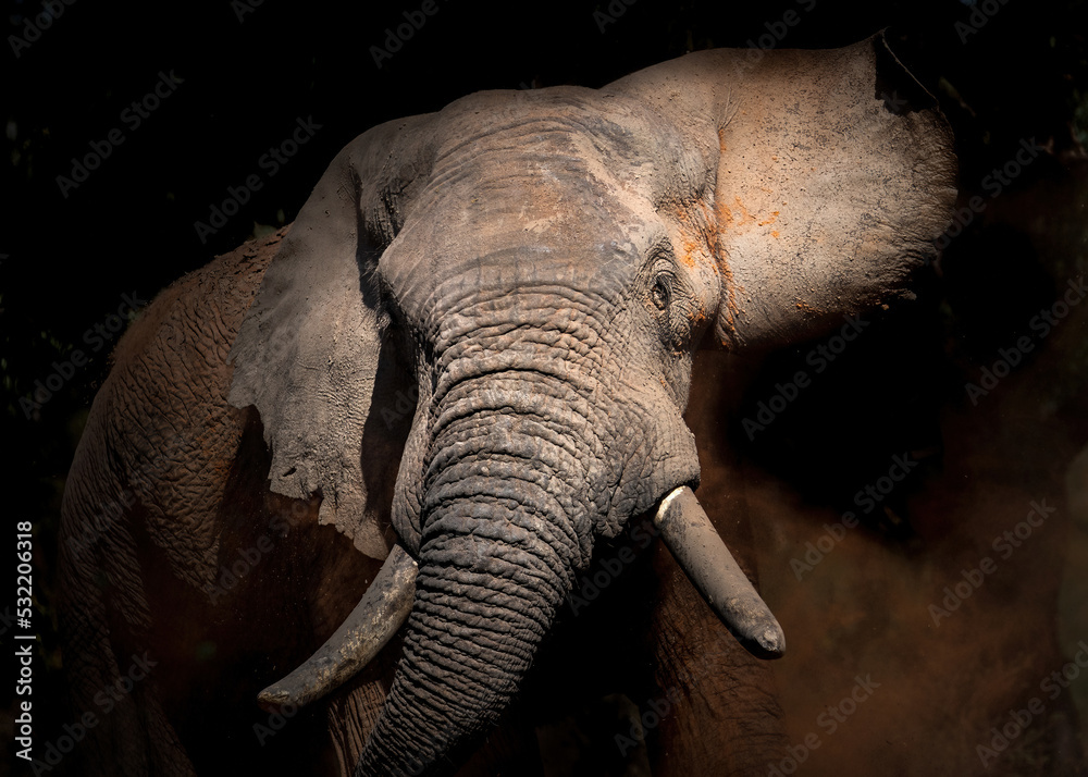 Wall mural african elephant bull, shaking his massive head, dust bathing