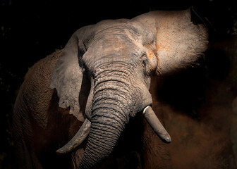African elephant bull, shaking his massive head, dust bathing