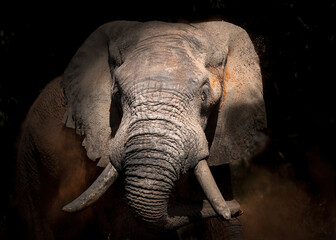 African elephant, throwing red dust, wit massive tusks, isolated