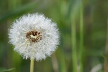 Closeup Taraxacum officinale known as dandelion in blowball stage with blurred backgroung in summer time